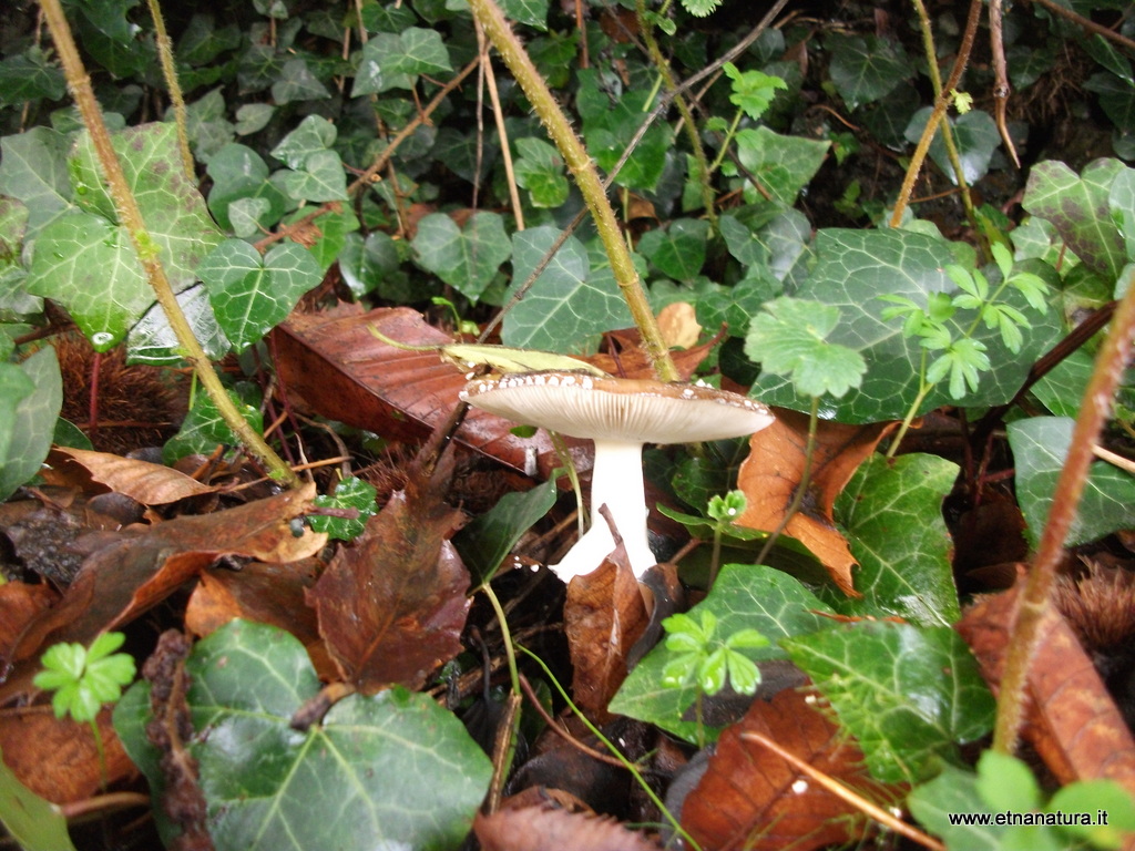 rderia-18-11-2012 11-14-08